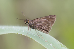 Vehilius stictomenes