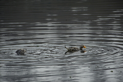 Tachyeres patachonicus