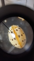 Psyllobora bisoctonotata