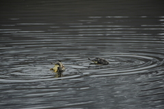 Tachyeres patachonicus