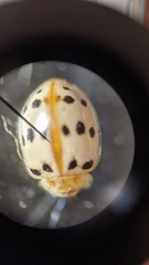 Psyllobora bisoctonotata