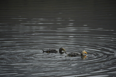 Tachyeres patachonicus