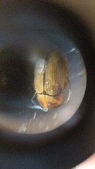 Cryptocephalus omanicus