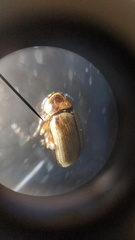 Cryptocephalus omanicus