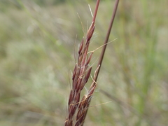 Andropogon ibityensis image