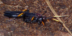 Ichneumon centrator
