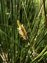 Carex binervis