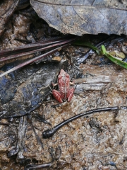 Eleutherodactylus abbotti