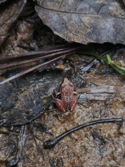 Eleutherodactylus abbotti