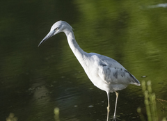 Egretta caerulea