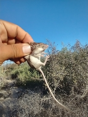 Cerralvo Island Pocket Mouse photo 3