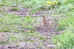 Turdus philomelos