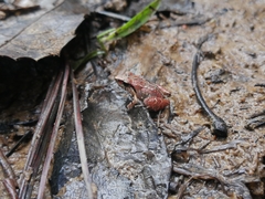 Eleutherodactylus abbotti
