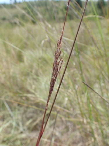 Andropogon ibityensis image