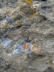 Caloplaca placidia