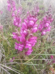 Antirrhinum majus