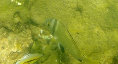 Acanthopagrus catenula