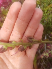 Antirrhinum majus