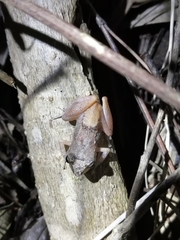 Eleutherodactylus abbotti