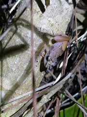 Eleutherodactylus abbotti