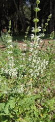 Salvia argentea