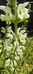 Salvia argentea
