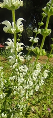 Salvia argentea
