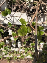Hydrangea petiolaris