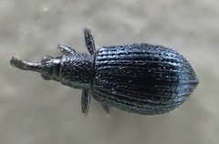 Ischnopterapion virens