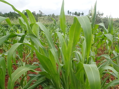 Sorghum