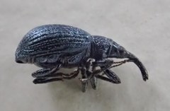 Ischnopterapion virens