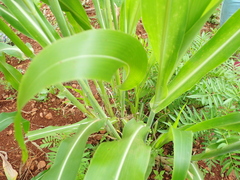 Sorghum