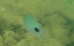 Abudefduf sparoides