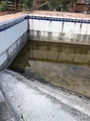 Orthemis macrostigma