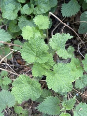 Marrubieae