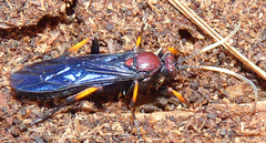 Ichneumon centrator
