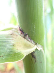 Sorghum