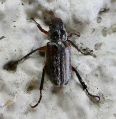 Dichelonyx pusilla