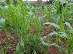 Sorghum