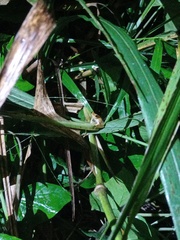 Chirixalus trilaksonoi