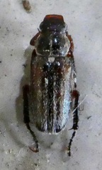 Dichelonyx pusilla