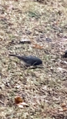 Junco hyemalis