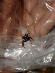 Anarrhotus fossulatus