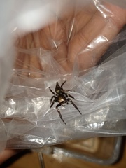 Anarrhotus fossulatus