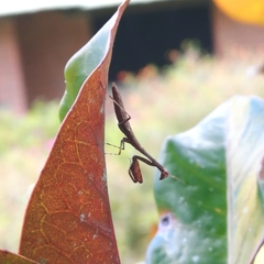 Callimantis