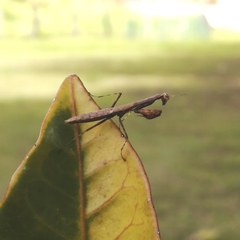 Callimantis
