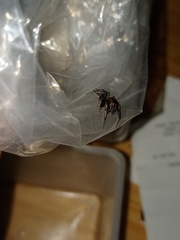 Anarrhotus fossulatus