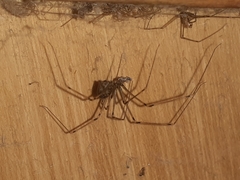 Physocyclus globosus