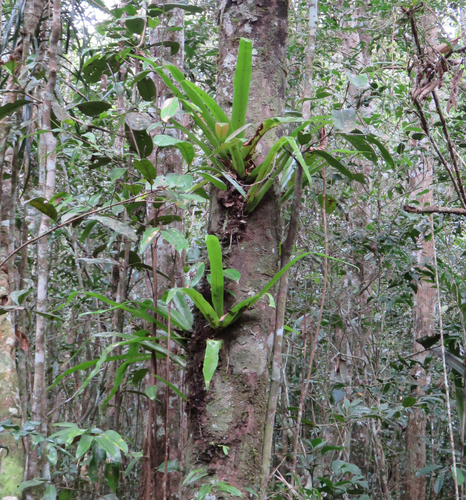 Asplenium mauritianum