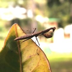 Callimantis
